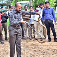 Mr Ganesan , Scientist & Deputy Director Guindy Snake Park, Chennai handling a Cobra
